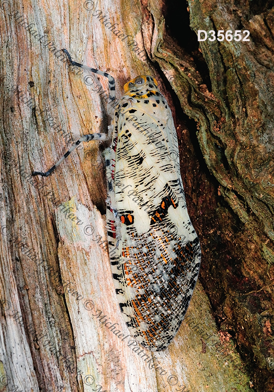 Phenax variegata (Fulgoridae, Hemiptera)